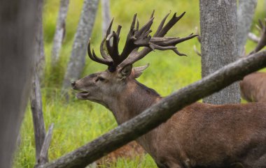 Avrupa kızıl geyiği (Cervus elaphus), geyikgiller (Cervidae) familyasından bir geyik türü.