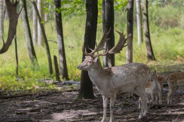 Alageyik (Dama dama) Avrupa'ya özgü bir türdür.