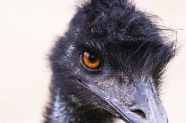 Emu (Dromaius novaehollandiae), büyük kuş, Avustralya kültürel simgesi, devekuşu akrabası. Baş detayı.