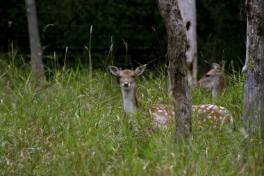 Alageyik (Dama dama) Avrupa'ya özgü bir türdür.