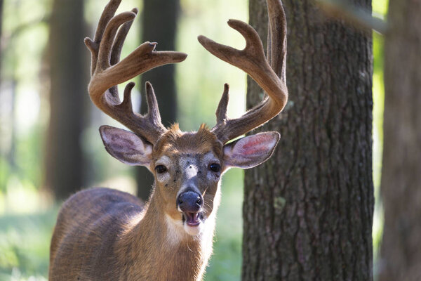The white tailed deer with antler velvet on the forest