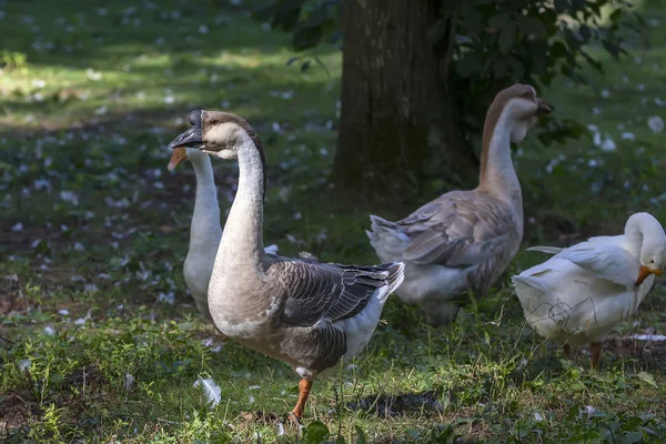 Ganso Cisne Doméstico Anser Cygnoides Zoo — Fotografia de Stock