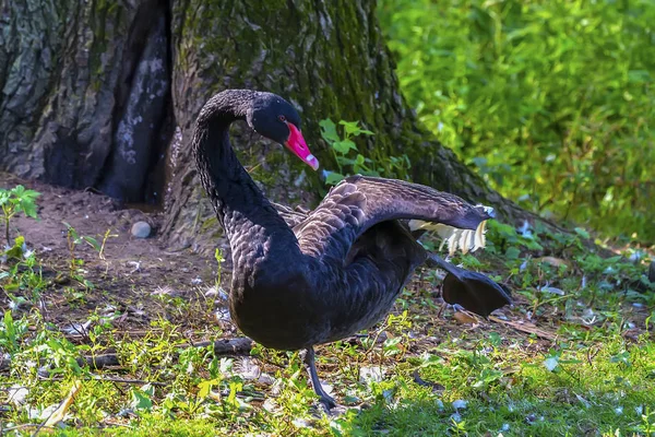 Cisne Negro Cygnus Atratus Espécies Cisne Austrália — Fotografia de Stock