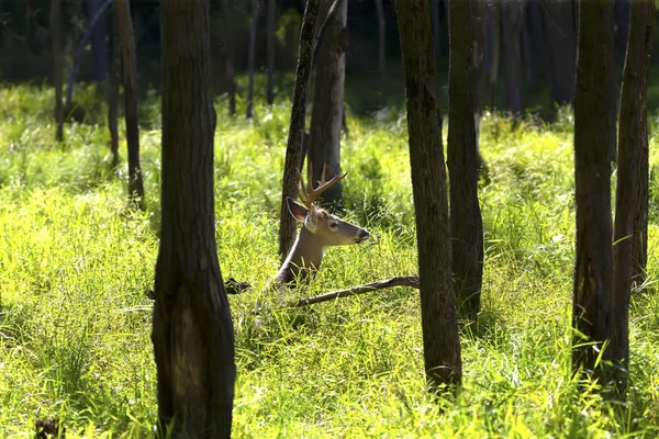 Ormandaki ak kuyruklu geyik (Odocoileus virginianus)