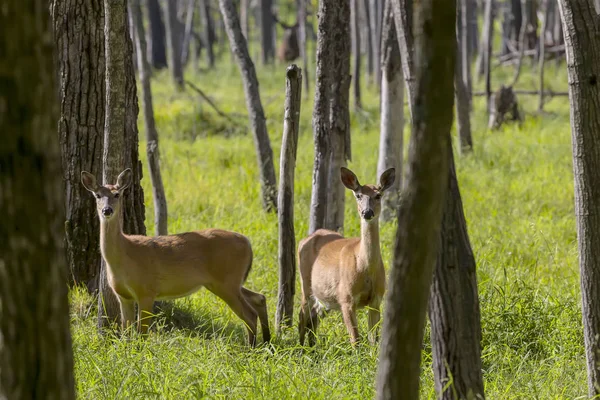 Jelenie Białe Odocoileus Virginianus Lesie — Zdjęcie stockowe