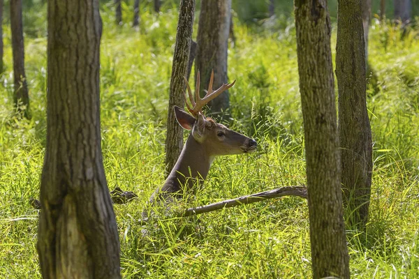 Witstaart Hert Odocoileus Virginianus Het Bos — Stockfoto