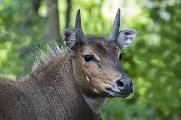 Nilgai Blue Bull Boselaphus Tragocamelus Jeden Dużych Antylopy Największy Azji — Zdjęcie stockowe