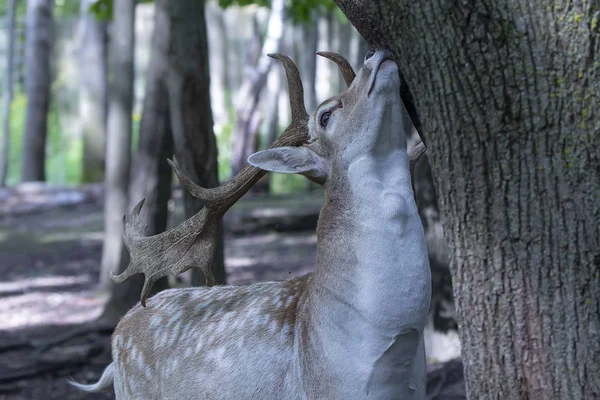 Ciervo Barbecho Dama Dama Una Especie Nativa Europa —  Fotos de Stock