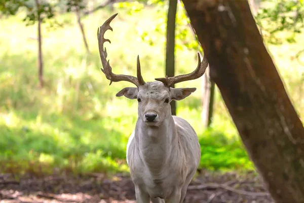 Ciervo Barbecho Dama Dama Una Especie Nativa Europa —  Fotos de Stock