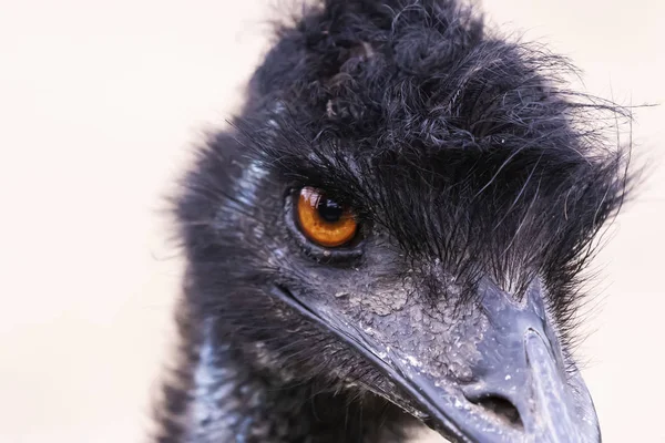 Emu Dromaius Novaehollandiae Pássaro Grande Ícone Cultural Austrália Parente Avestruz — Fotografia de Stock