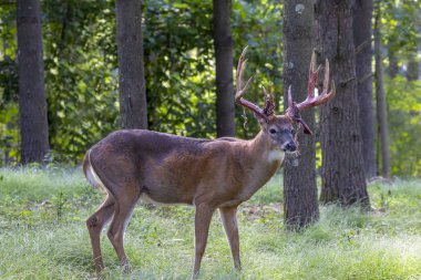 Ormanda boynuz kadife ile beyaz kuyruklu geyik