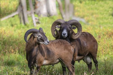 Oyun rezerv Avrupa mouflon (Ovis orientalis musimon). Erkek mouflon koç olarak bilinir.