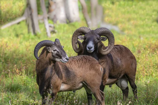 Oyun rezerv Avrupa mouflon (Ovis orientalis musimon). Erkek mouflon koç olarak bilinir.