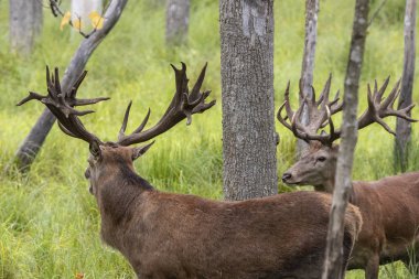 Avrupa kızıl geyiği (Cervus elaphus), geyikgiller (Cervidae) familyasından bir geyik türü.