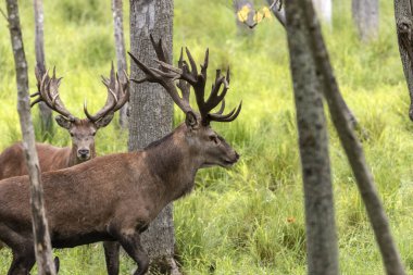 Avrupa kızıl geyiği (Cervus elaphus), geyikgiller (Cervidae) familyasından bir geyik türü.