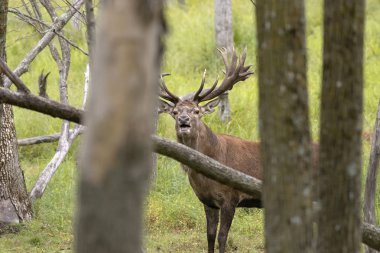 Avrupa kızıl geyiği (Cervus elaphus), geyikgiller (Cervidae) familyasından bir geyik türü.