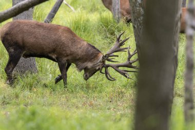 Avrupa kızıl geyiği (Cervus elaphus), geyikgiller (Cervidae) familyasından bir geyik türü.