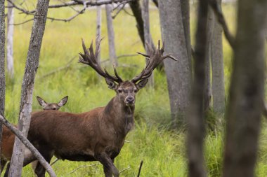 Avrupa kızıl geyiği (Cervus elaphus), geyikgiller (Cervidae) familyasından bir geyik türü.
