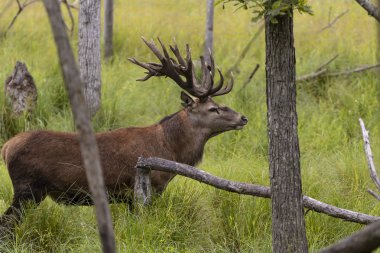 Avrupa kızıl geyiği (Cervus elaphus), geyikgiller (Cervidae) familyasından bir geyik türü.