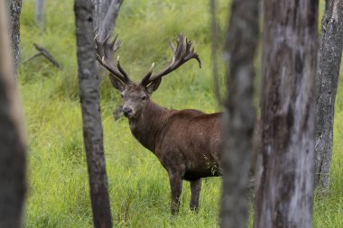 Avrupa kızıl geyiği (Cervus elaphus), geyikgiller (Cervidae) familyasından bir geyik türü.