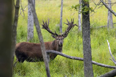 Avrupa kızıl geyiği (Cervus elaphus), geyikgiller (Cervidae) familyasından bir geyik türü.