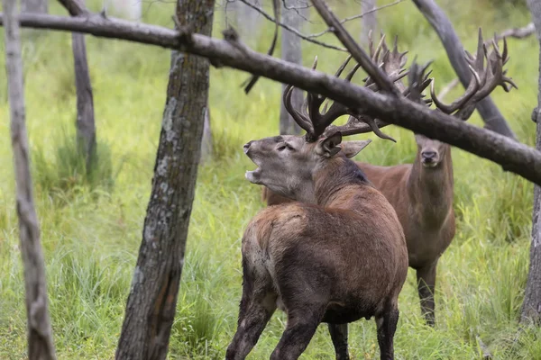Avrupa kızıl geyiği (Cervus elaphus), geyikgiller (Cervidae) familyasından bir geyik türü.
