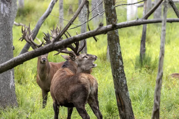 Avrupa kızıl geyiği (Cervus elaphus), geyikgiller (Cervidae) familyasından bir geyik türü.