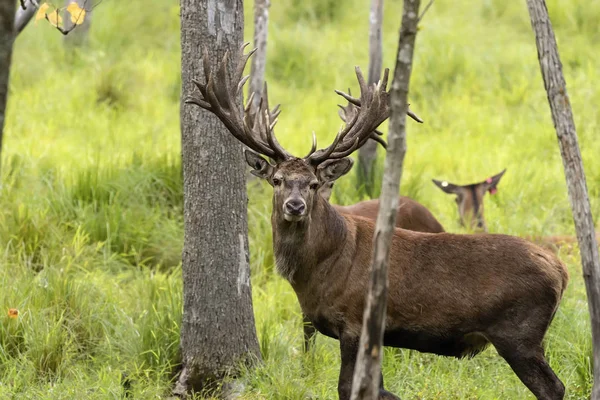 Avrupa kızıl geyiği (Cervus elaphus), geyikgiller (Cervidae) familyasından bir geyik türü.