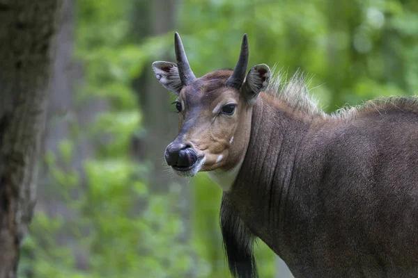 Nilgai Blue Bull Boselaphus Tragocamelus Jeden Dużych Antylopy Największy Azji — Zdjęcie stockowe