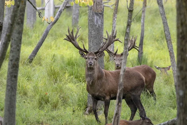 Ciervo Rojo Europeo Cervus Elaphus Surco Cuarta Especie Ciervo Más —  Fotos de Stock