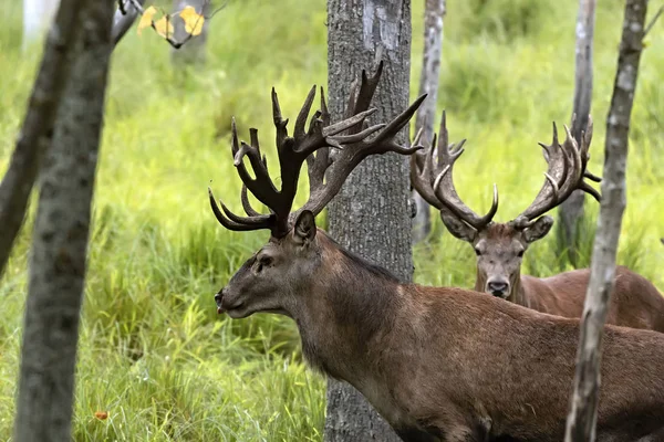 Cerf Rouge Cervus Elaphus Ornière Est Quatrième Grande Espèce Cerf — Photo