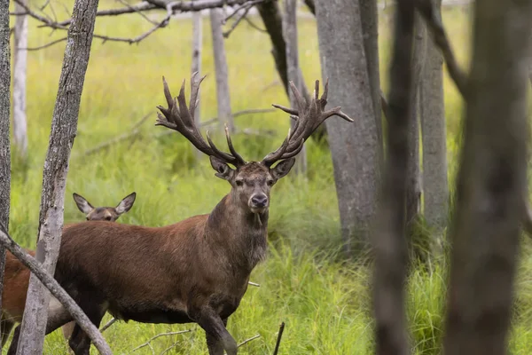 Ciervo Rojo Europeo Cervus Elaphus Surco Cuarta Especie Ciervo Más —  Fotos de Stock