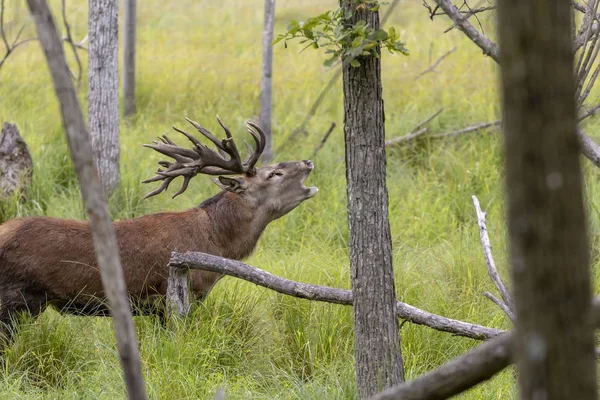 Avrupa kızıl geyiği (Cervus elaphus), geyikgiller (Cervidae) familyasından bir geyik türü.