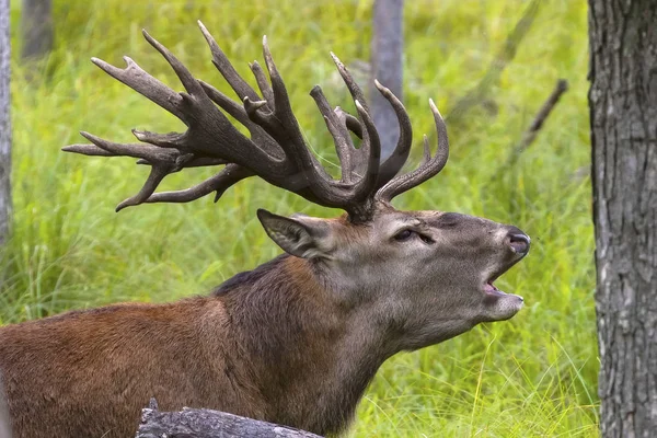 Rusa Merah Eropa Cervus Elaphus Dalam Kebiasaan Rusa Ini Adalah — Stok Foto