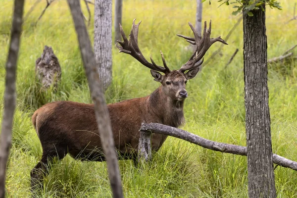 Avrupa kızıl geyiği (Cervus elaphus), geyikgiller (Cervidae) familyasından bir geyik türü.