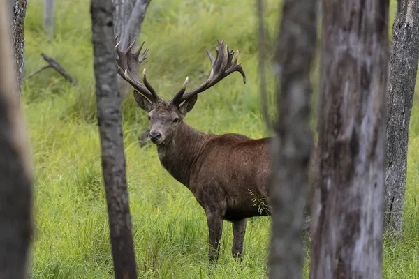 Europees Edelhert Cervus Elaphus Bronst Het Vierde Grootste Hertensoort — Stockfoto