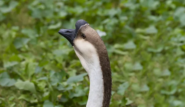 Ganso Cisne Doméstico Anser Cygnoides Zoo — Fotografia de Stock