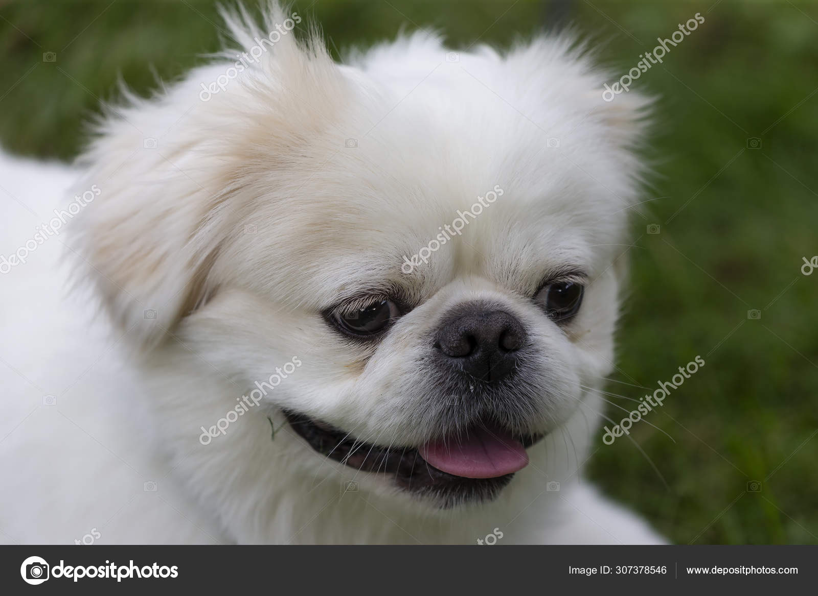 Small White Pekinese Meadow Stock Photo Image By C Karelbock