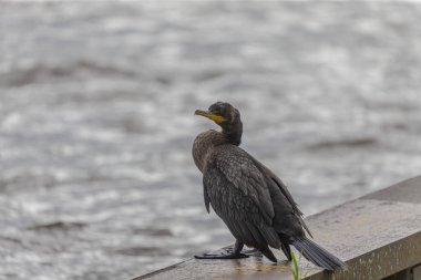 Limandaki çift tepeli karabatak (Phalacrocorax auritus)
