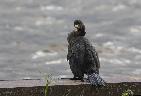 Cormoran Aigrettes Phalacrocorax Auritus Sur Port — Photo