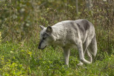 Kereste Kurdu (Canis lupus), ayrıca gri kurt olarak bilinen , Kuzey Amerika'da doğal ortamdan doğal sahne.