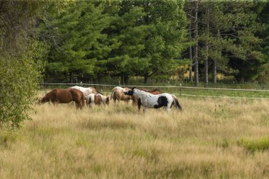 Doğal çayırda otlaklarda otlaklar üzerinde atlar