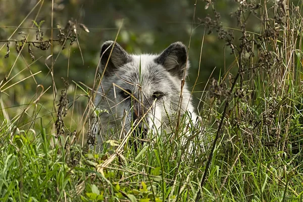 Timber Wolf Canis Lupus Noto Anche Come Lupo Grigio Scena — Foto Stock