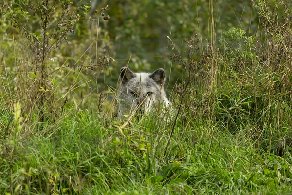 Wilk Drewniany Canis Lupus Znany Również Jako Szary Wilk Naturalna — Zdjęcie stockowe