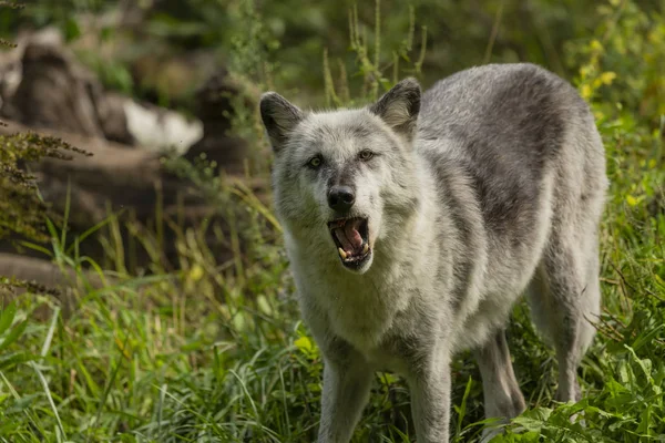 Lobo Maderero Canis Lupus También Conocido Como Lobo Gris Escena —  Fotos de Stock