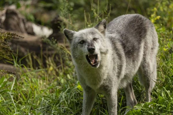 Lobo Madeira Canis Lupus Também Conhecido Como Lobo Cinzento Cena — Fotografia de Stock