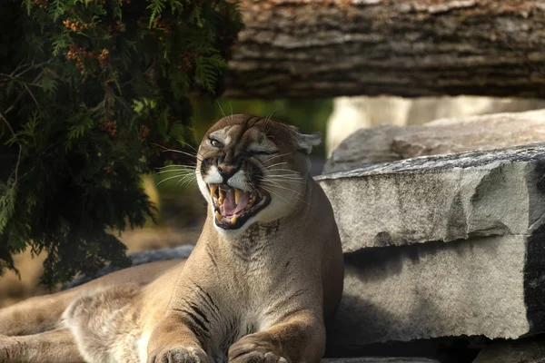 Couguar Puma Concolor Connu Sous Nom Puma Lion Montagne Tigre — Photo