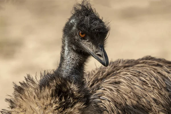 Emu Dromaius Novaehollandiae Podrobnosti Nohách Australský Domácí Pták Porovnání Pštrosem — Stock fotografie