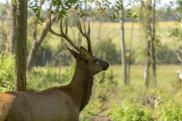 Young Elk Wapiti Cervus Canadensis Natural Habitat Largest Species Deer — Stock Photo, Image