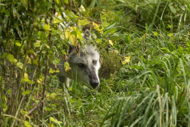Kereste Kurdu (Canis lupus), ayrıca gri kurt olarak bilinen , Kuzey Amerika'da doğal ortamdan doğal sahne.